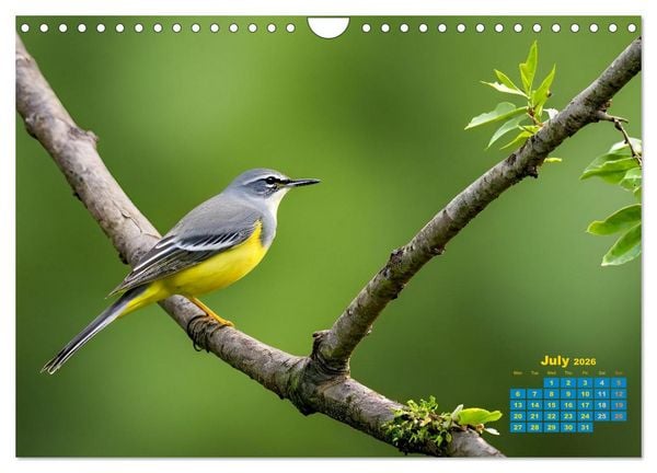 Produktbild: Singers from our regions - Our intimate nature (Wall Calendar 2026 DIN A4 landscape), CALVENDO 12 Month Wall Calendar