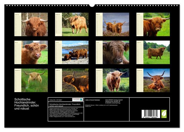 Produktbild: Schottische Hochlandrinder. Freundlich, sch&ouml;n und robust (hochwertiger Premium Wandkalender 2026 DIN A2 quer), Kunstdruck in Hochglanz