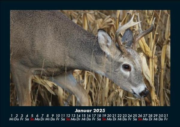 Produktbild: Waldbewohner 2025 Fotokalender DIN A5