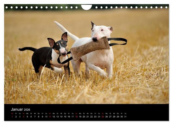 Produktbild: Bullterrier 2026 - Kleine Clowns mit gro&szlig;em Herz (Wandkalender 2026 DIN A4 quer), CALVENDO Monatskalender