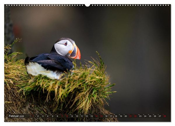 Produktbild: Puffins - Papageientaucher auf Island (Wandkalender 2026 DIN A2 quer), CALVENDO Monatskalender