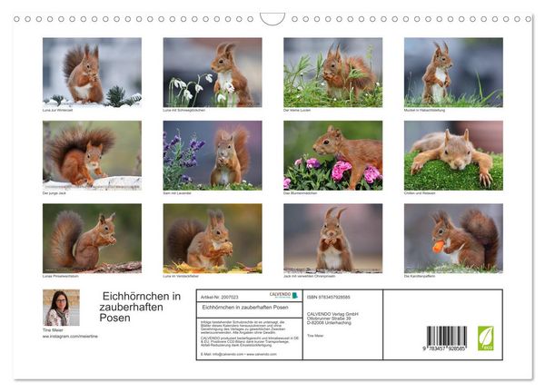 Produktbild: Eichh&ouml;rnchen in zauberhaften Posen (Wandkalender 2026 DIN A3 quer), CALVENDO Monatskalender