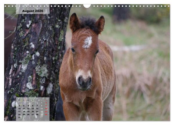 Produktbild: Nordportugal - Heimat der letzten wilden Pferde (Wandkalender 2026 DIN A3 quer), CALVENDO Monatskalender