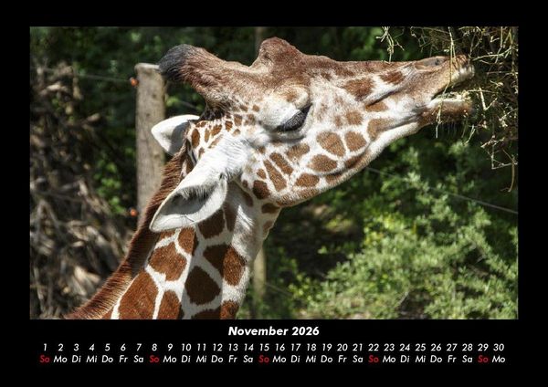 Produktbild: Giraffen 2026 Fotokalender DIN A3