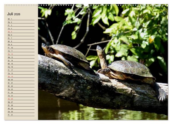 Produktbild: Regenwald. Tiere im Dschungel (hochwertiger Premium Wandkalender 2026 DIN A2 quer), Kunstdruck in Hochglanz