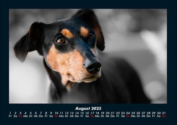 Produktbild: Hundezauber 2025 Fotokalender DIN A4
