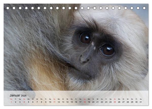 Produktbild: Faszination Affen. Kobolde zum Verlieben (Tischkalender 2026 DIN A5 quer), CALVENDO Monatskalender
