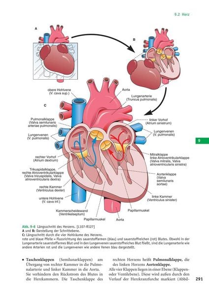 Produktbild: Handbuch Anatomie