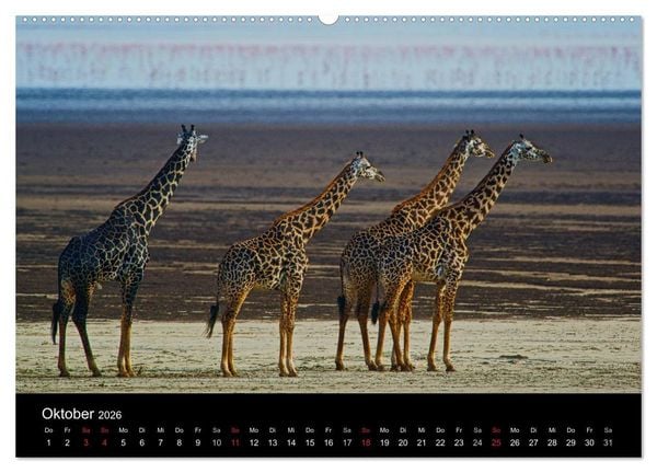 Produktbild: GIRAFFEN - Liebliche Riesen der afrikanischen Savanne (Wandkalender 2026 DIN A2 quer), CALVENDO Monatskalender