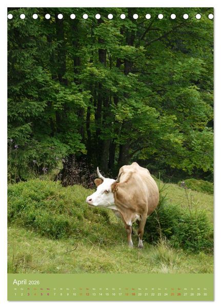 Produktbild: Schwarzwald und K&uuml;he im Hochformat (Tischkalender 2026 DIN A5 hoch), CALVENDO Monatskalender