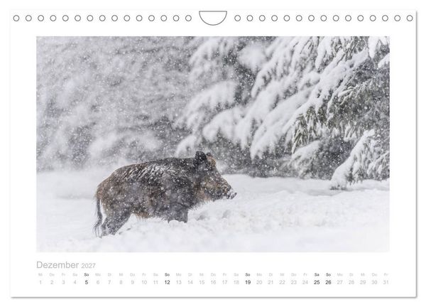 Produktbild: Wildschweine &ndash; Wildlife Fotografien (Wandkalender 2027 DIN A4 quer), CALVENDO Monatskalender