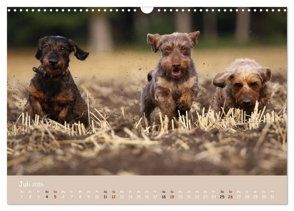 Produktbild: Dackel - lustige Gesellen auf kurzen Beinchen (Wandkalender 2026 DIN A3 quer), CALVENDO Monatskalender