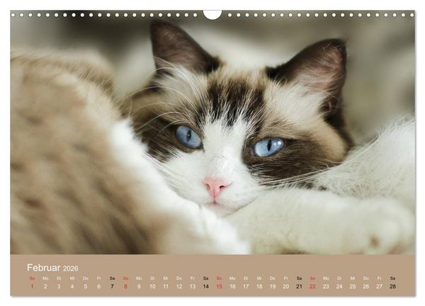 Produktbild: Verliebt in Ragdolls ... die sanfte Katzenrasse (Wandkalender 2026 DIN A3 quer), CALVENDO Monatskalender