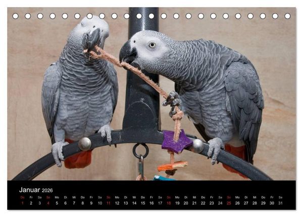 Produktbild: Graupapageien zum Verlieben (Tischkalender 2026 DIN A5 quer), CALVENDO Monatskalender