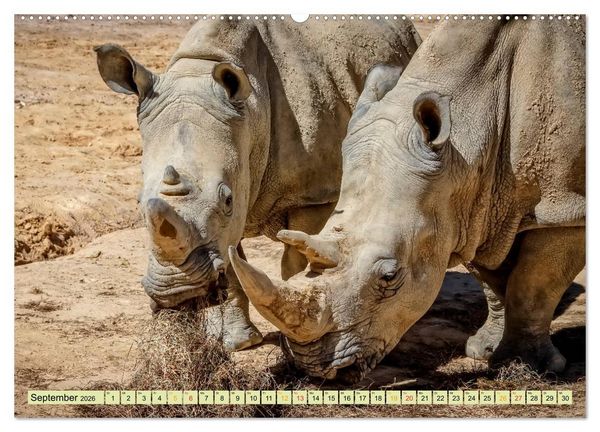 Produktbild: Bedrohte Tierart - Nashorn (Wandkalender 2026 DIN A2 quer), CALVENDO Monatskalender