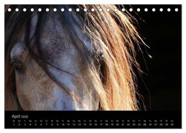 Produktbild: Magische Momente - Pferde Horses Caballos (Tischkalender 2026 DIN A5 quer), CALVENDO Monatskalender