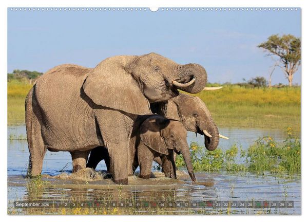 Produktbild: Elefanten in Afrika (hochwertiger Premium Wandkalender 2026 DIN A2 quer), Kunstdruck in Hochglanz
