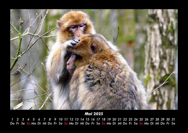 Produktbild: Affen 2025 Fotokalender DIN A3