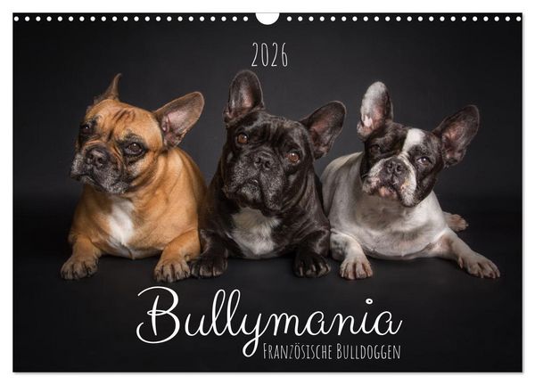 Bullymania - Französische Bulldoggen (Wandkalender 2026 DIN A3 quer), CALVENDO Monatskalender
