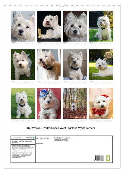 Produktbild: Der Westie - Portrait eines West Highland White Terriers (Wandkalender 2026 DIN A2 hoch), CALVENDO Monatskalender