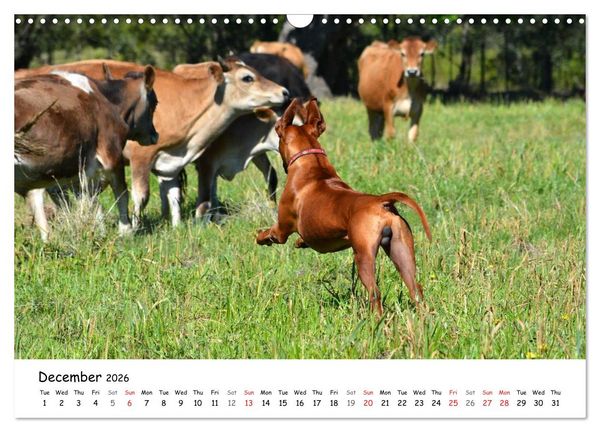 Produktbild: Rhodesian Ridgebacks (Wall Calendar 2026 DIN A3 landscape), CALVENDO 12 Month Wall Calendar
