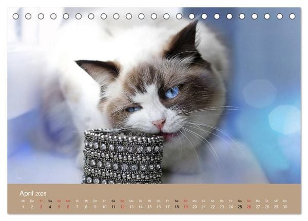 Produktbild: Verliebt in Ragdolls ... die sanfte Katzenrasse (Tischkalender 2026 DIN A5 quer), CALVENDO Monatskalender