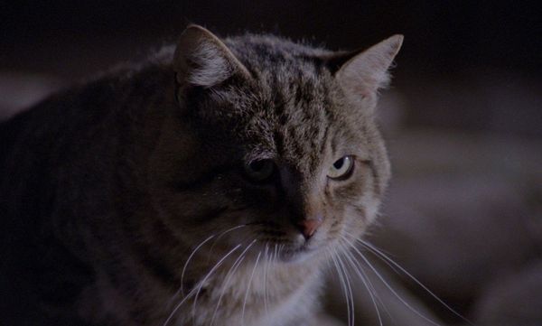 Produktbild: Der Kater l&auml;sst das Mausen nicht - Kinofassung (Uncut Limited Mediabook, vom 2K-Master neu abgetastet, Blu-ray+DVD+Booklet)