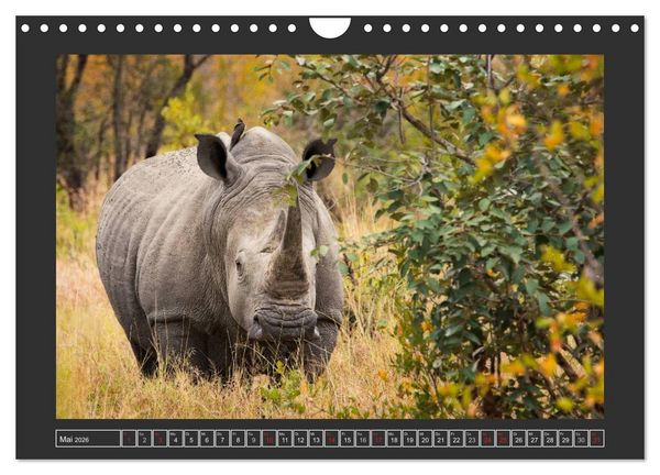 Produktbild: Das Wei&szlig;e Nashorn (Wandkalender 2026 DIN A4 quer), CALVENDO Monatskalender