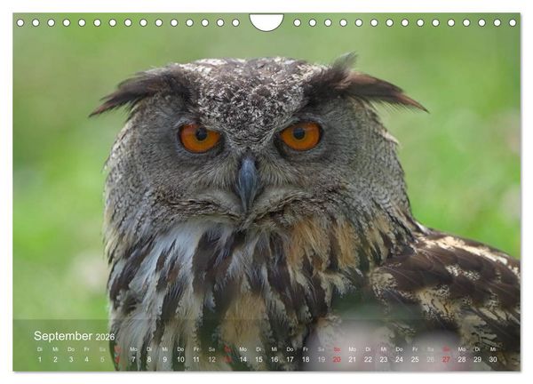 Produktbild: Eulen-Kalender (Wandkalender 2026 DIN A4 quer), CALVENDO Monatskalender