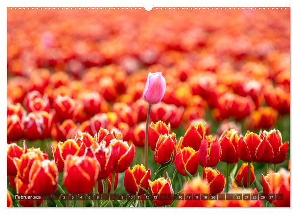 Produktbild: Tulpen - Hollands Stolz (Wandkalender 2026 DIN A2 quer), CALVENDO Monatskalender