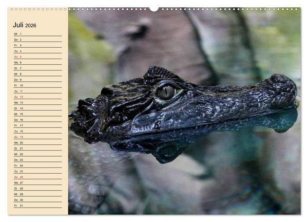 Produktbild: Reptilien. Schlangen, Echsen und Co. (Wandkalender 2026 DIN A2 quer), CALVENDO Monatskalender
