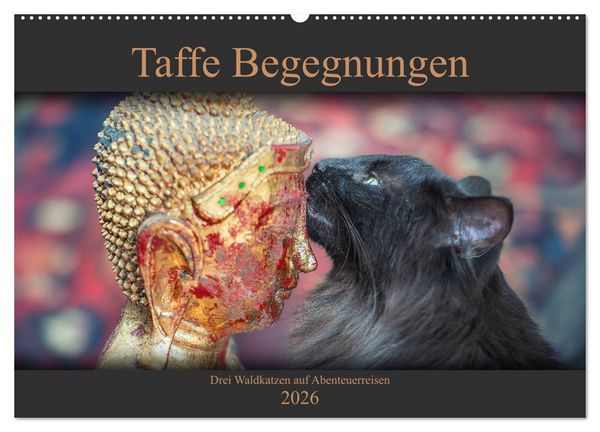 Taffe Begegnungen-Drei Waldkatzen auf Abenteuerreisen (Wandkalender 2026 DIN A2 quer), CALVENDO Monatskalender