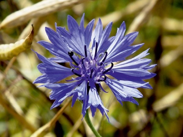 Produktbild: Ein Motiv aus dem Kalender Kornblumen - Blaue Sch&ouml;nheiten (Puzzle)