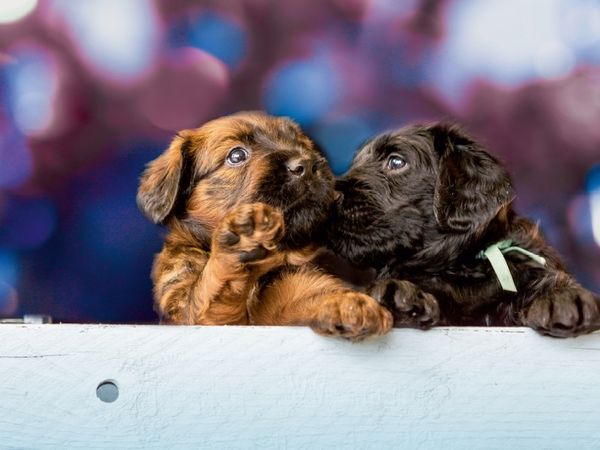 Produktbild: CALVENDO Puzzle Zwei Briard-Welpen | 1000 Teile Lege-Gr&ouml;&szlig;e 64x48cm Foto-Puzzle f&uuml;r gl&uuml;ckliche Stunden