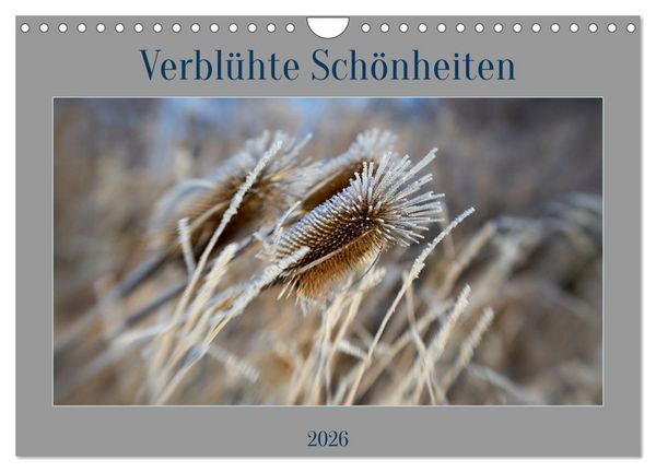Produktbild: Verbl&uuml;hte Sch&ouml;nheiten (Wandkalender 2026 DIN A4 quer), CALVENDO Monatskalender