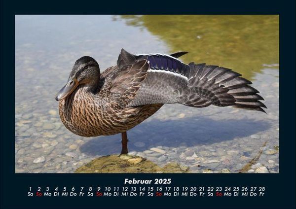 Produktbild: Welt der Tiere 2025 Fotokalender DIN A4