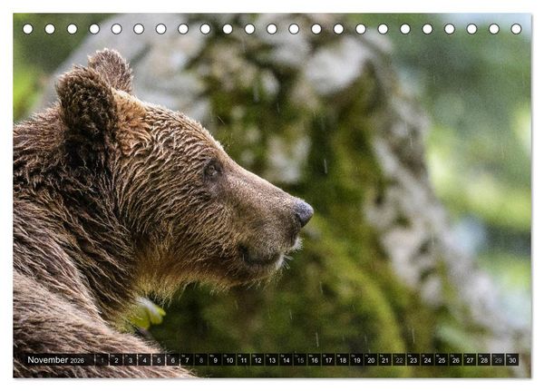 Produktbild: Braunb&auml;ren in Europa (Tischkalender 2026 DIN A5 quer), CALVENDO Monatskalender