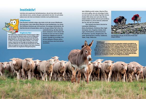 Produktbild: Entdecke die Esel