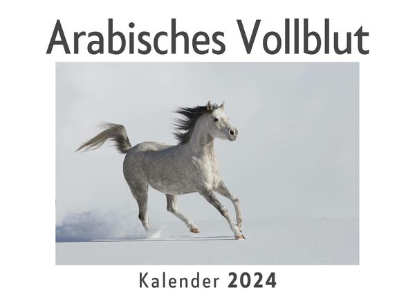 Produktbild: Arabisches Vollblut (Wandkalender 2024, Kalender DIN A4 quer, Monatskalender im Querformat mit Kalendarium, Das perfekte Geschenk)