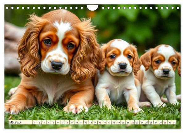 Produktbild: American Cocker Spaniel (Wandkalender 2026 DIN A4 quer), CALVENDO Monatskalender