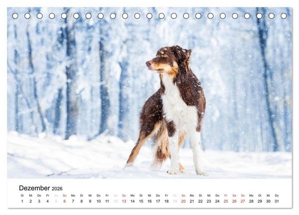 Produktbild: Border Collies 2026 (Tischkalender 2026 DIN A5 quer), CALVENDO Monatskalender