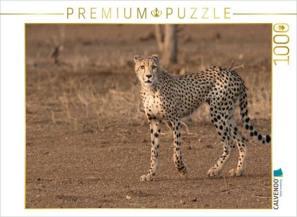 Produktbild: CALVENDO Puzzle Gepard, S&uuml;dafrika 2017 | 1000 Teile Lege-Gr&ouml;&szlig;e 64x48cm Foto-Puzzle f&uuml;r gl&uuml;ckliche Stunden