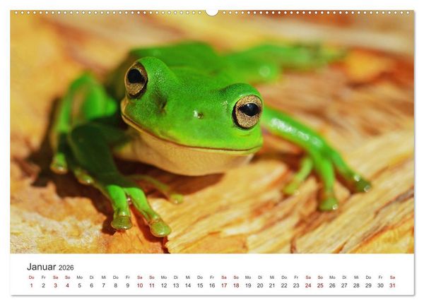 Produktbild: Fr&ouml;sche - Die wundersch&ouml;ne Welt der bunten H&uuml;pfer. (Wandkalender 2026 DIN A2 quer), CALVENDO Monatskalender