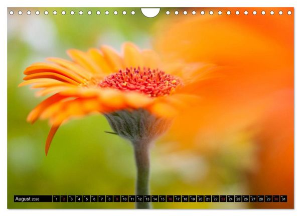 Produktbild: BLUMEN Zauber der Farben und Formen (Wandkalender 2026 DIN A4 quer), CALVENDO Monatskalender