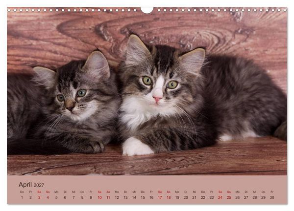 Produktbild: Flauschige Ragdoll Kitten (Wandkalender 2027 DIN A3 quer), CALVENDO Monatskalender
