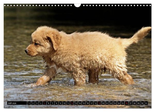 Produktbild: Nova Scotia Duck Tolling Retriever (Wandkalender 2026 DIN A3 quer), CALVENDO Monatskalender