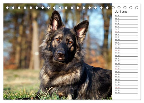 Produktbild: Zauberhafte Langhaar Sch&auml;ferhunde (Tischkalender 2026 DIN A5 quer), CALVENDO Monatskalender