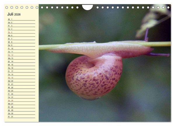 Produktbild: Schnecken. Witzige Schleimer (Wandkalender 2026 DIN A4 quer), CALVENDO Monatskalender