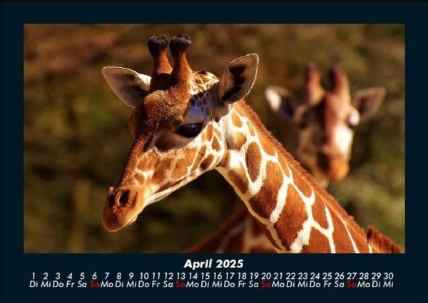 Produktbild: Giraffen 2025 Fotokalender DIN A5