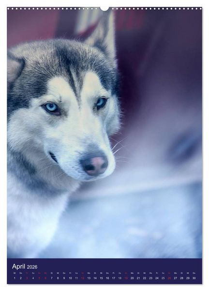 Produktbild: Huskies - Artwork (hochwertiger Premium Wandkalender 2026 DIN A2 hoch), Kunstdruck in Hochglanz